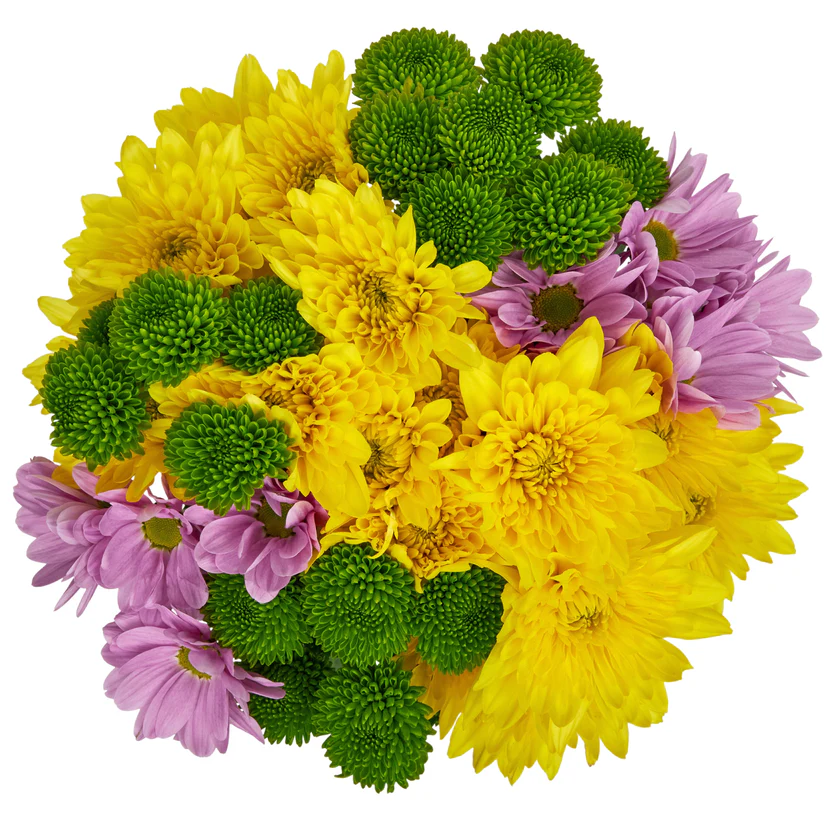 Fresh-Cut Small Rainbow Poms Flower 7 Stems